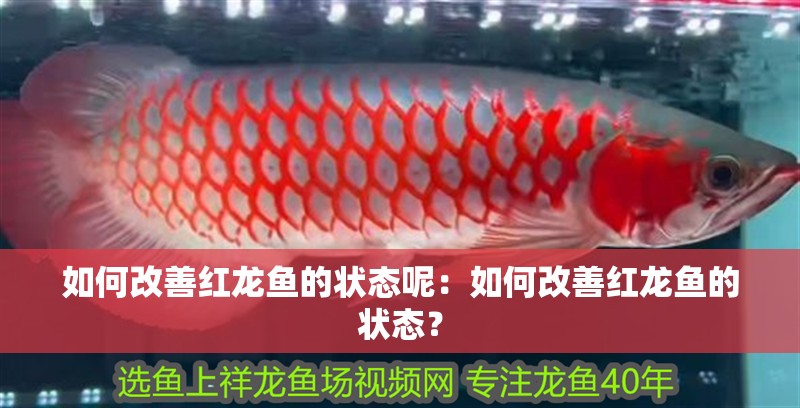 如何改善紅龍魚的狀態(tài)呢：如何改善紅龍魚的狀態(tài)？