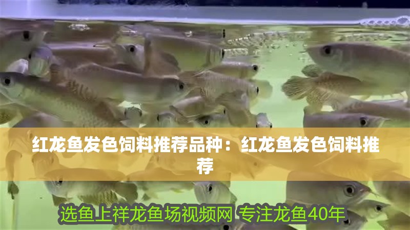 紅龍魚發色飼料推薦品種：紅龍魚發色飼料推薦