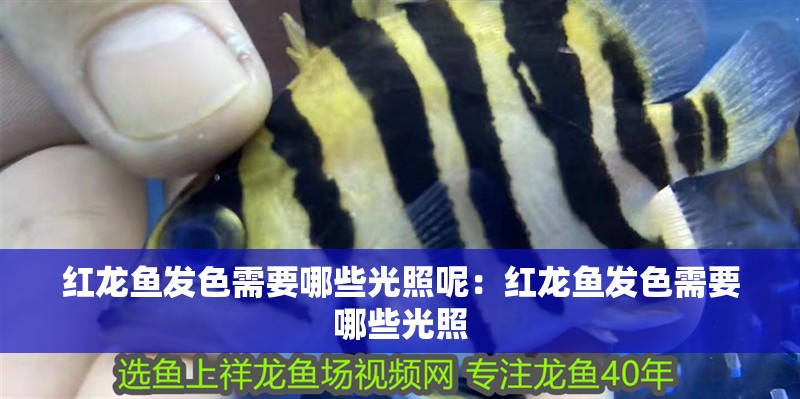 紅龍魚發色需要哪些光照呢：紅龍魚發色需要哪些光照