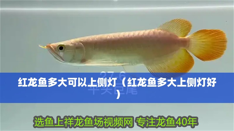 紅龍魚多大可以上側燈（紅龍魚多大上側燈好）