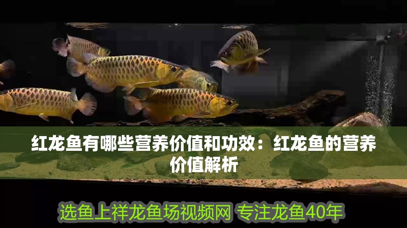 紅龍魚有哪些營養價值和功效：紅龍魚的營養價值解析
