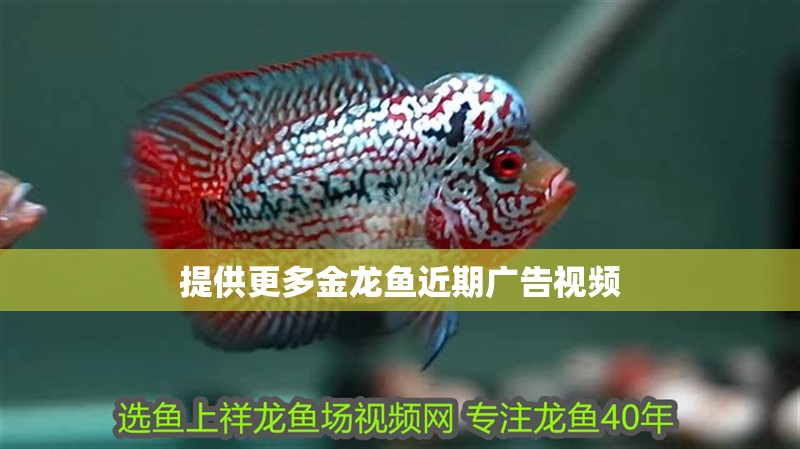 提供更多金龍魚近期廣告視頻