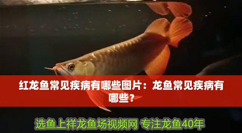 紅龍魚常見疾病有哪些圖片：龍魚常見疾病有哪些？