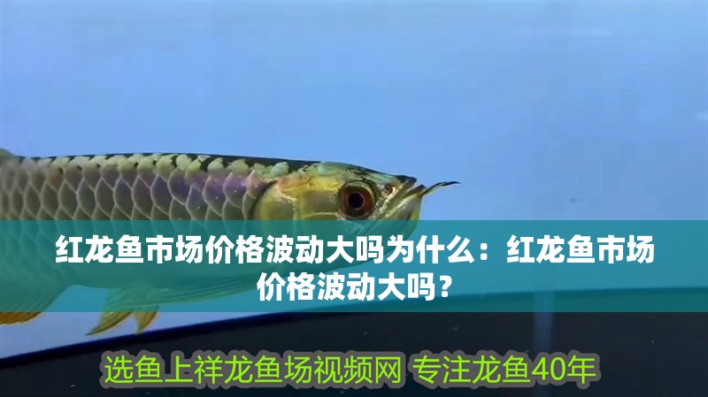紅龍魚市場價格波動大嗎為什么：紅龍魚市場價格波動大嗎？