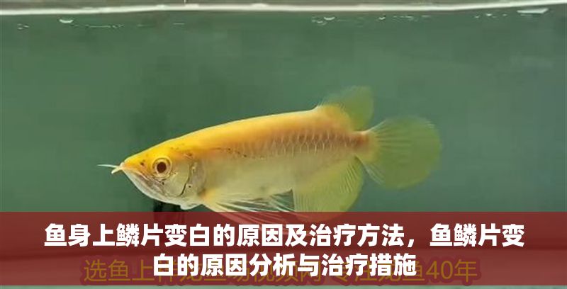 魚身上鱗片變白的原因及治療方法，魚鱗片變白的原因分析與治療措施