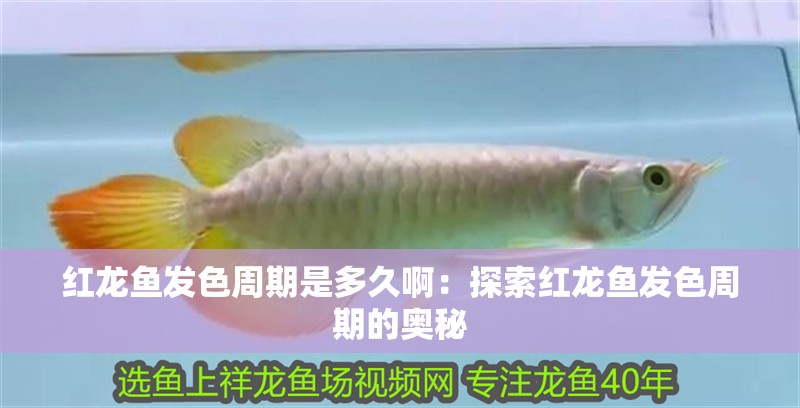 紅龍魚發(fā)色周期是多久?。禾剿骷t龍魚發(fā)色周期的奧秘