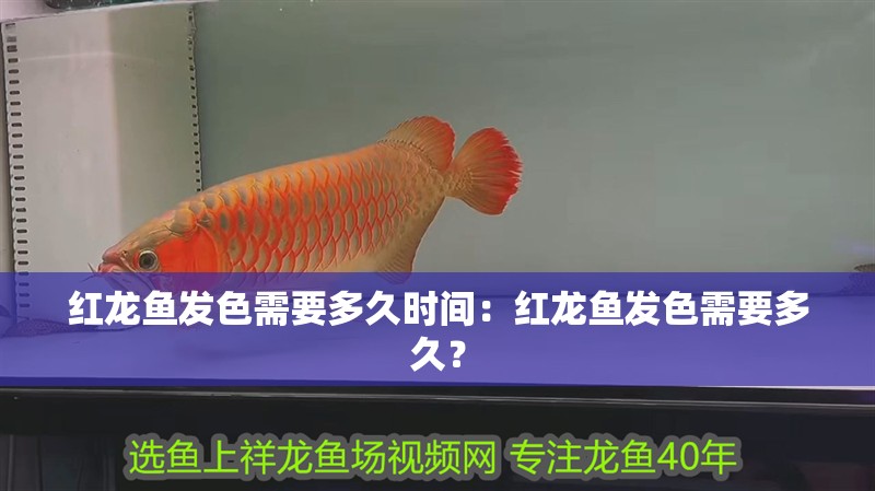 紅龍魚發(fā)色需要多久時(shí)間：紅龍魚發(fā)色需要多久？