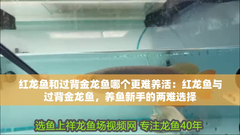 紅龍魚和過背金龍魚哪個更難養(yǎng)活：紅龍魚與過背金龍魚，養(yǎng)魚新手的兩難選擇