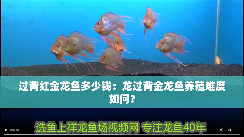 過背紅金龍魚多少錢：龍過背金龍魚養殖難度如何？