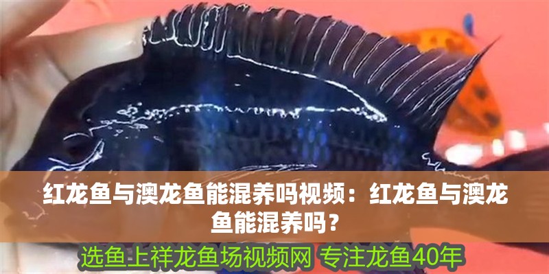 紅龍魚與澳龍魚能混養嗎視頻：紅龍魚與澳龍魚能混養嗎？