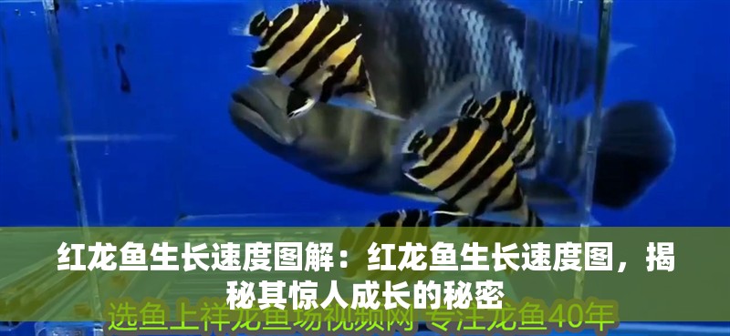 紅龍魚生長速度圖解：紅龍魚生長速度圖，揭秘其驚人成長的秘密