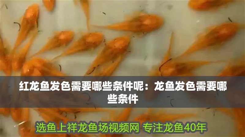紅龍魚發色需要哪些條件呢：龍魚發色需要哪些條件