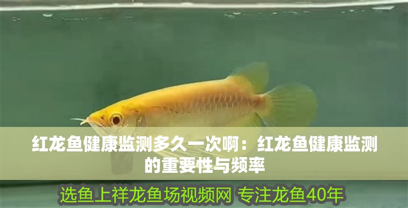 紅龍魚健康監測多久一次啊：紅龍魚健康監測的重要性與頻率