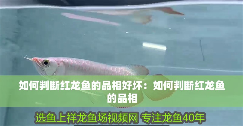 如何判斷紅龍魚(yú)的品相好壞：如何判斷紅龍魚(yú)的品相
