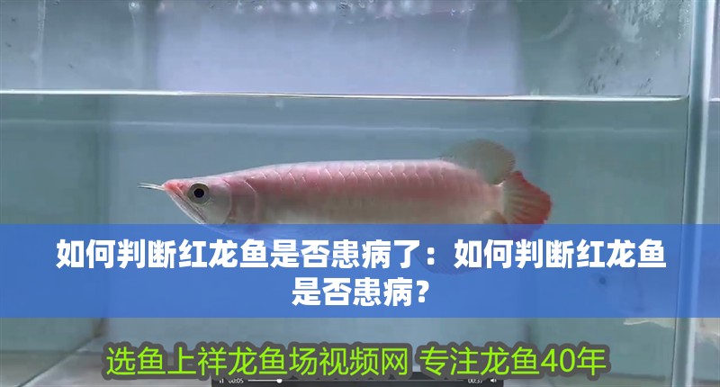 如何判斷紅龍魚是否患病了：如何判斷紅龍魚是否患病？