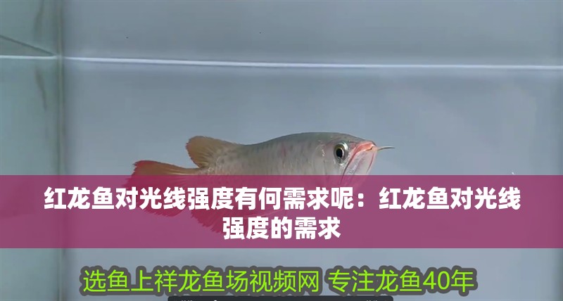 紅龍魚對光線強度有何需求呢：紅龍魚對光線強度的需求