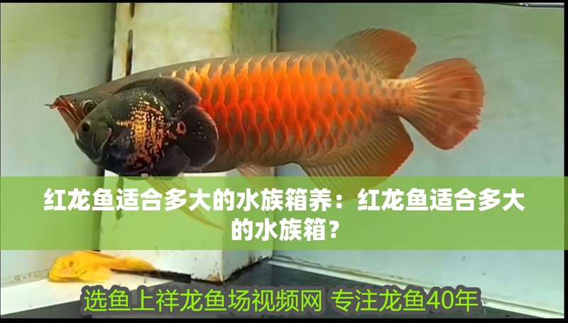 紅龍魚適合多大的水族箱養：紅龍魚適合多大的水族箱？