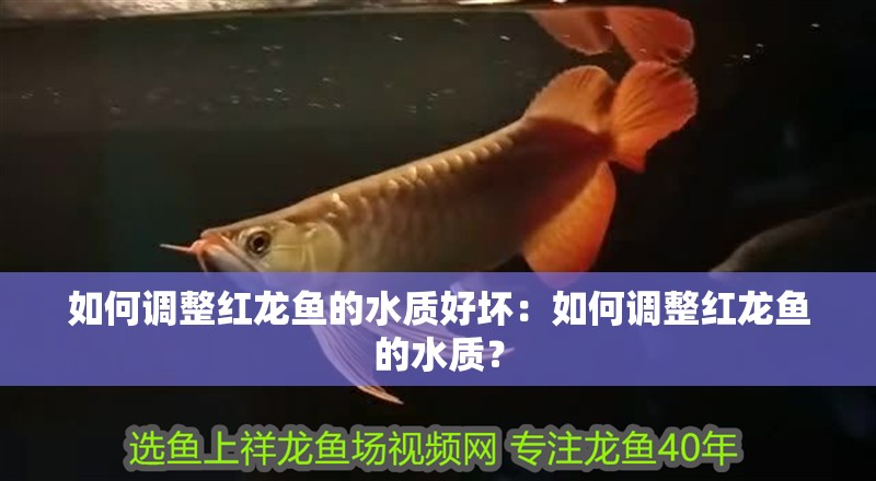 如何調(diào)整紅龍魚的水質(zhì)好壞：如何調(diào)整紅龍魚的水質(zhì)？