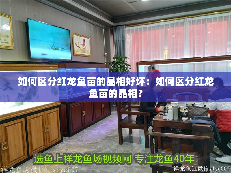 如何區(qū)分紅龍魚苗的品相好壞：如何區(qū)分紅龍魚苗的品相？