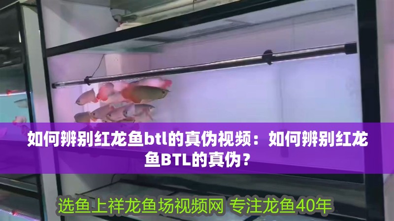 如何辨別紅龍魚btl的真偽視頻：如何辨別紅龍魚BTL的真偽？