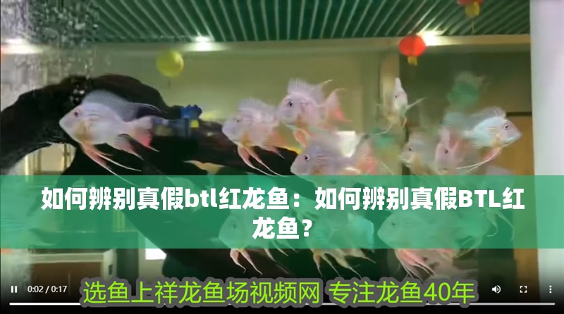 如何辨別真假btl紅龍魚：如何辨別真假BTL紅龍魚？