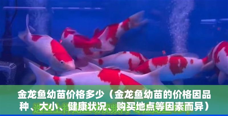 金龍魚幼苗價格多少（金龍魚幼苗的價格因品種、大小、健康狀況、購買地點等因素而異）