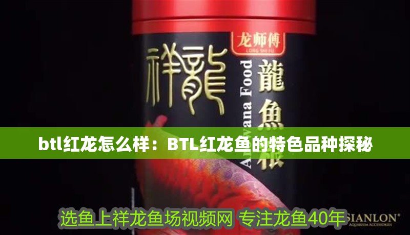 btl紅龍怎么樣：BTL紅龍魚的特色品種探秘