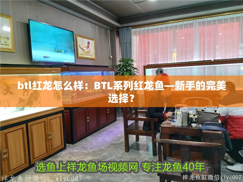 btl紅龍怎么樣：BTL系列紅龍魚—新手的完美選擇？