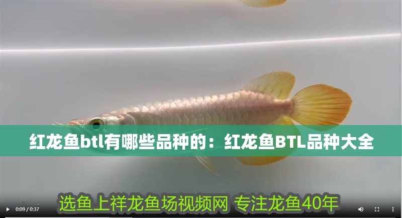 紅龍魚btl有哪些品種的：紅龍魚BTL品種大全