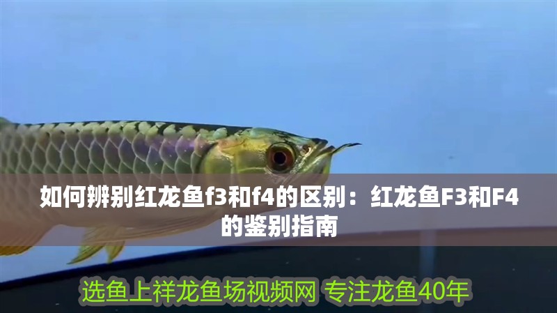 如何辨別紅龍魚f3和f4的區別：紅龍魚F3和F4的鑒別指南