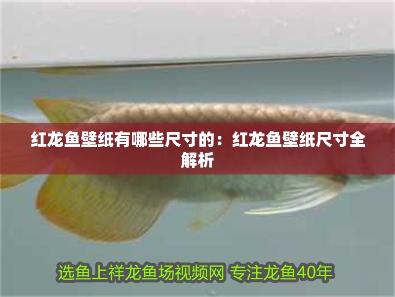 紅龍魚壁紙有哪些尺寸的：紅龍魚壁紙尺寸全解析
