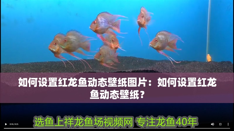 如何設置紅龍魚動態壁紙圖片：如何設置紅龍魚動態壁紙？ 如何設置紅龍魚動態壁紙圖片：如何設置紅龍魚動態壁紙？ 水族問答