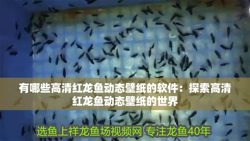 有哪些高清紅龍魚動態(tài)壁紙的軟件：探索高清紅龍魚動態(tài)壁紙的世界