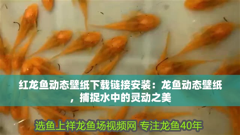 紅龍魚動態壁紙下載鏈接安裝：龍魚動態壁紙，捕捉水中的靈動之美