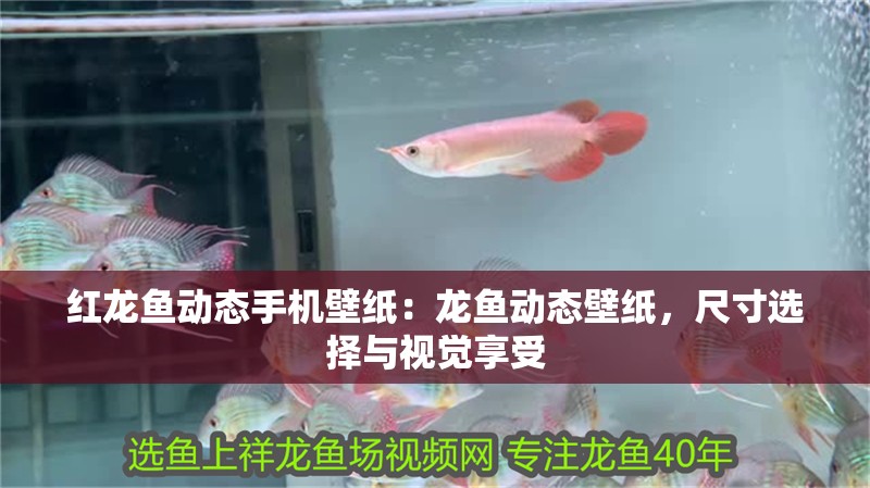 紅龍魚動態手機壁紙：龍魚動態壁紙，尺寸選擇與視覺享受