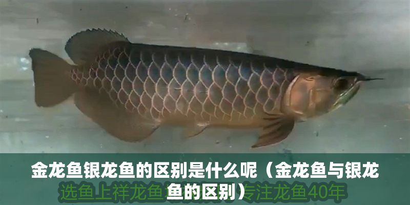 金龍魚銀龍魚的區別是什么呢（金龍魚與銀龍魚的區別）