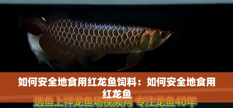 如何安全地食用紅龍魚飼料：如何安全地食用紅龍魚