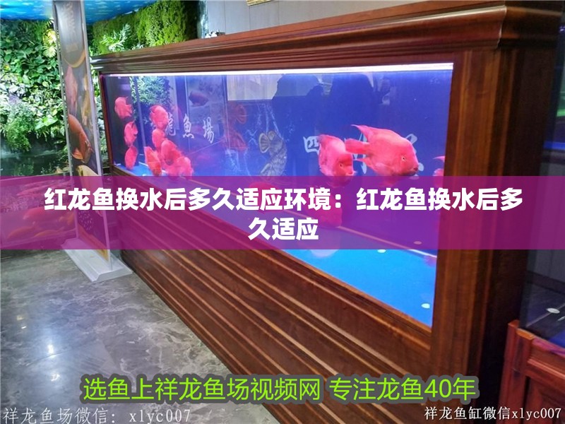 紅龍魚換水后多久適應環境：紅龍魚換水后多久適應