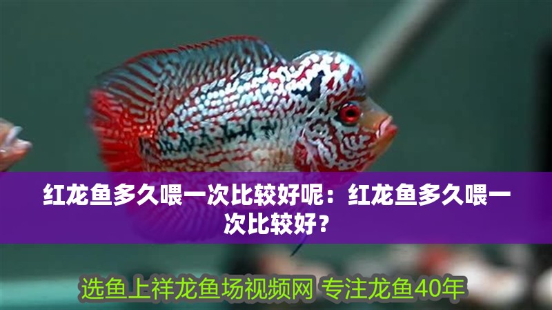 紅龍魚多久喂一次比較好呢：紅龍魚多久喂一次比較好？