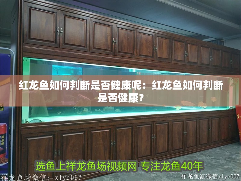 紅龍魚如何判斷是否健康呢：紅龍魚如何判斷是否健康？