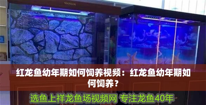 紅龍魚幼年期如何飼養視頻：紅龍魚幼年期如何飼養？