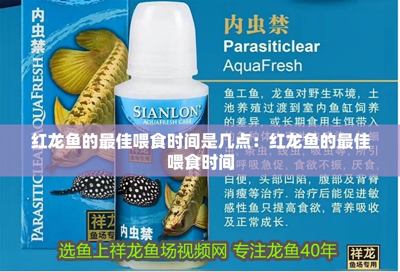 紅龍魚的最佳喂食時間是幾點：紅龍魚的最佳喂食時間