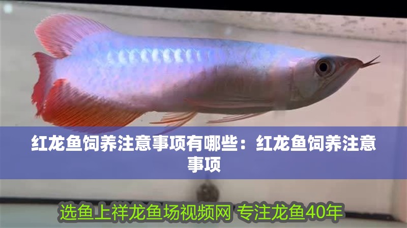紅龍魚飼養(yǎng)注意事項有哪些：紅龍魚飼養(yǎng)注意事項