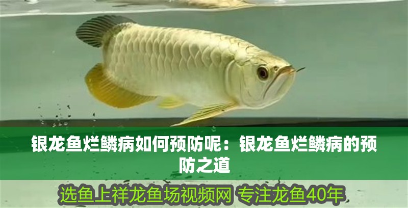 銀龍魚爛鱗病如何預防呢：銀龍魚爛鱗病的預防之道