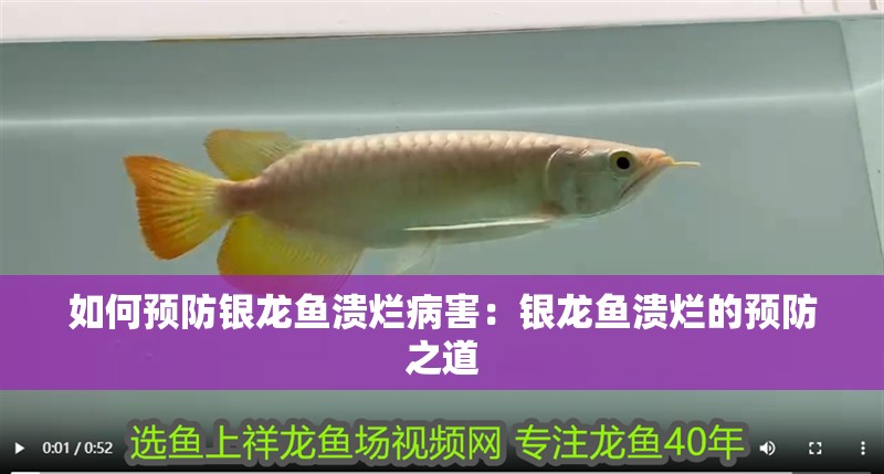 如何預(yù)防銀龍魚潰爛病害：銀龍魚潰爛的預(yù)防之道