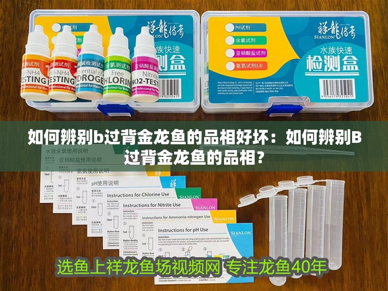 如何辨別b過背金龍魚的品相好壞：如何辨別B過背金龍魚的品相？