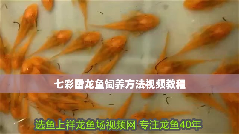 七彩雷龍魚飼養方法視頻教程