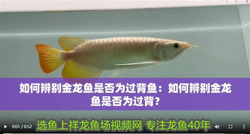 如何辨別金龍魚是否為過背魚：如何辨別金龍魚是否為過背？