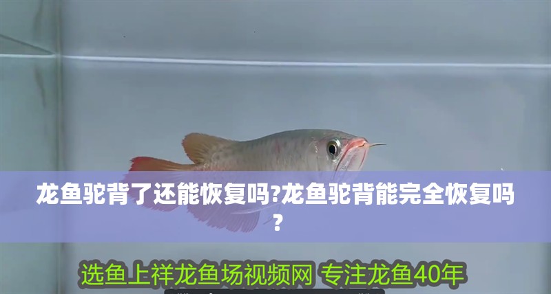 龍魚駝背了還能恢復嗎?龍魚駝背能完全恢復嗎？