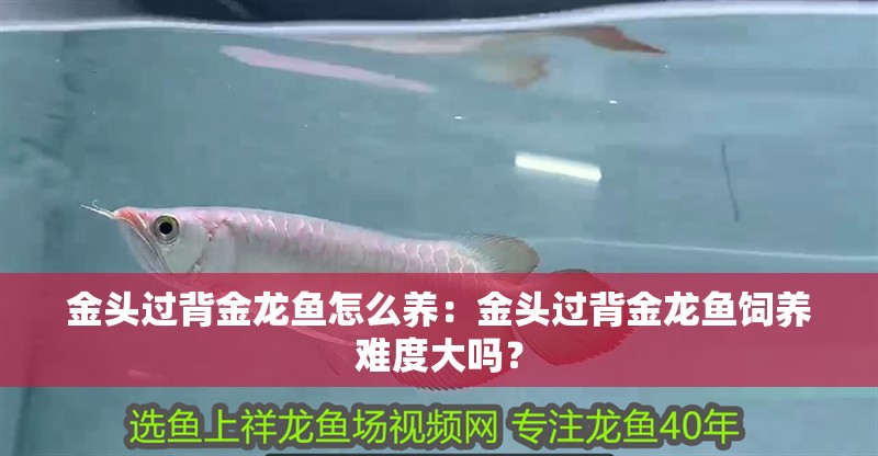 金頭過背金龍魚怎么養：金頭過背金龍魚飼養難度大嗎？
